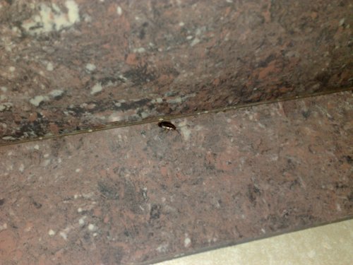 Cockroach on toilet floor