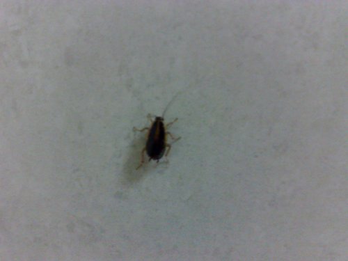 Cockroach on toilet wall